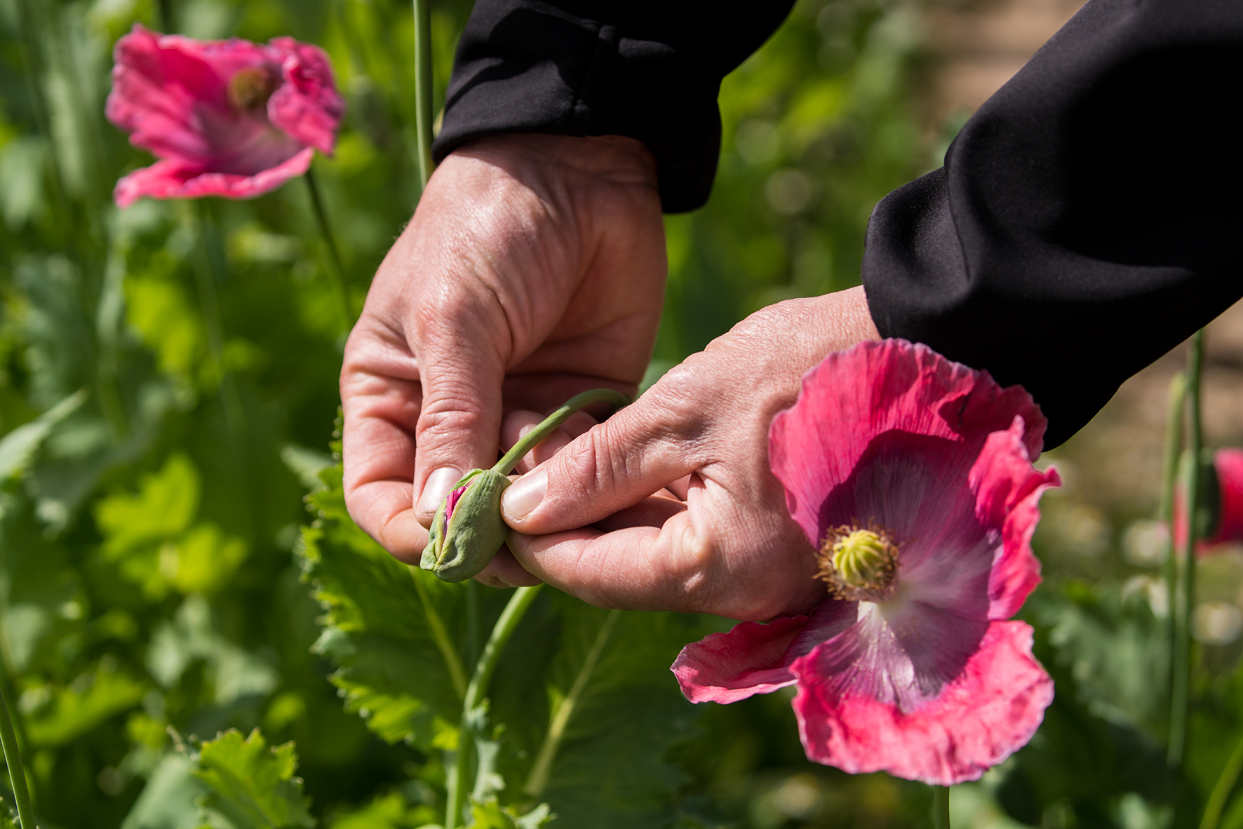 Mohnblüte