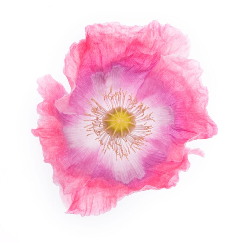 Mohnblüte