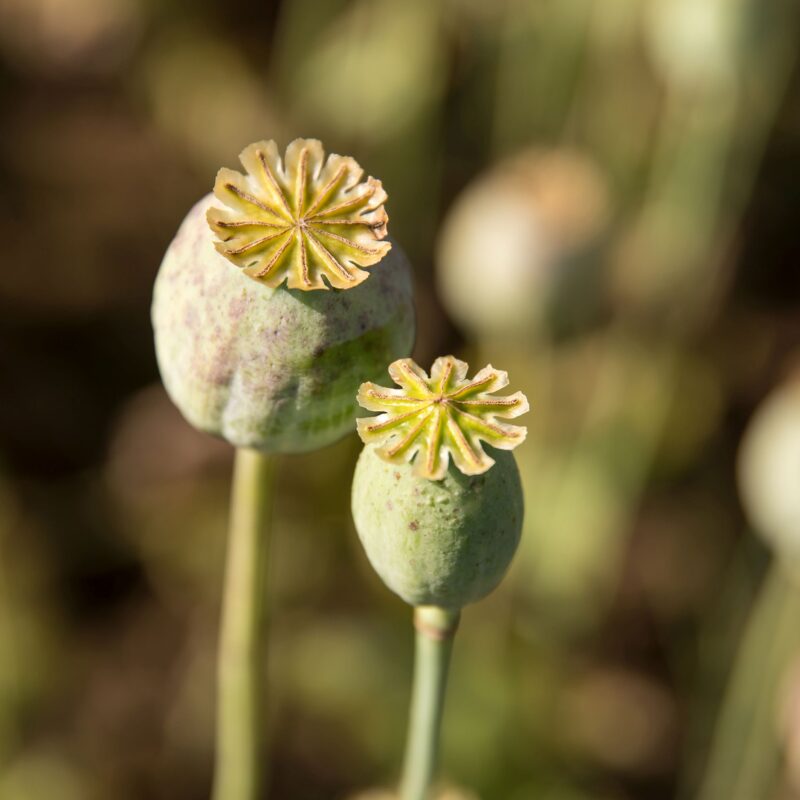 Mohnblüte